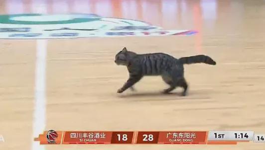 博鱼体育-5+3！陈国豪暴揍老东家！CBA又一奇葩条款诞生